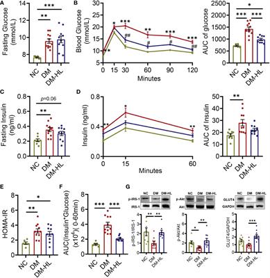 Benefits of Huang Lian mediated by gut microbiota on HFD/STZ-induced type 2 diabetes mellitus in mice